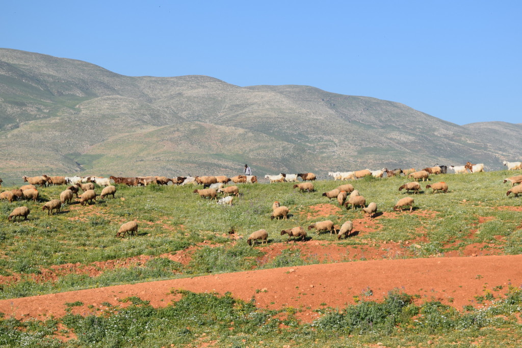A local sheperd grazes his flock amongst the winter grasses in eastern Samaria.