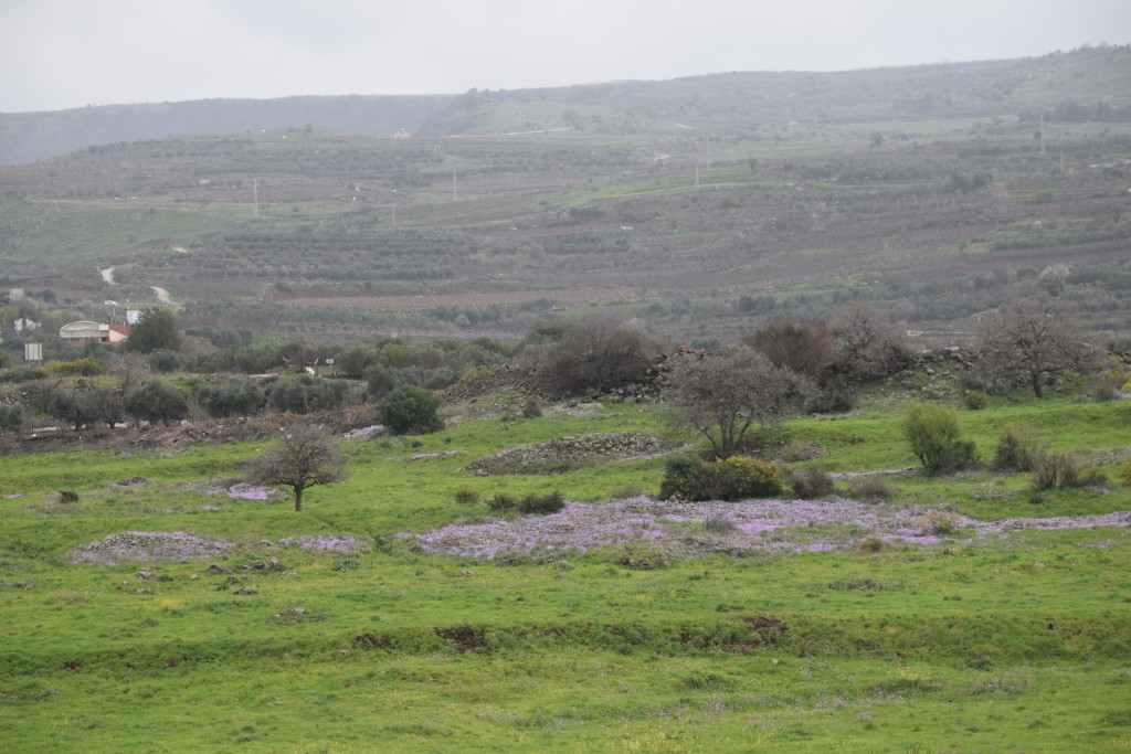 Early spring flowers carpet a meadow in the northern Golan near historic Baniyas, a source of the Jordan River.