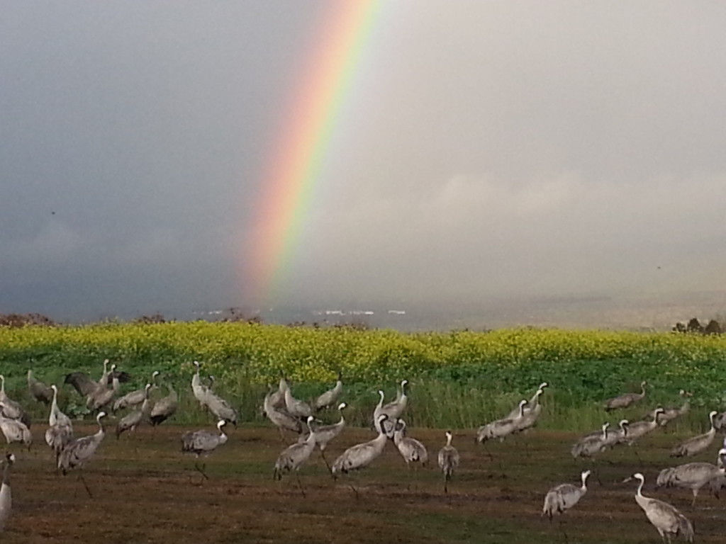 The Hula Valley plays host to 500,000,000 birds annually on their journeys between Africa and Europe.